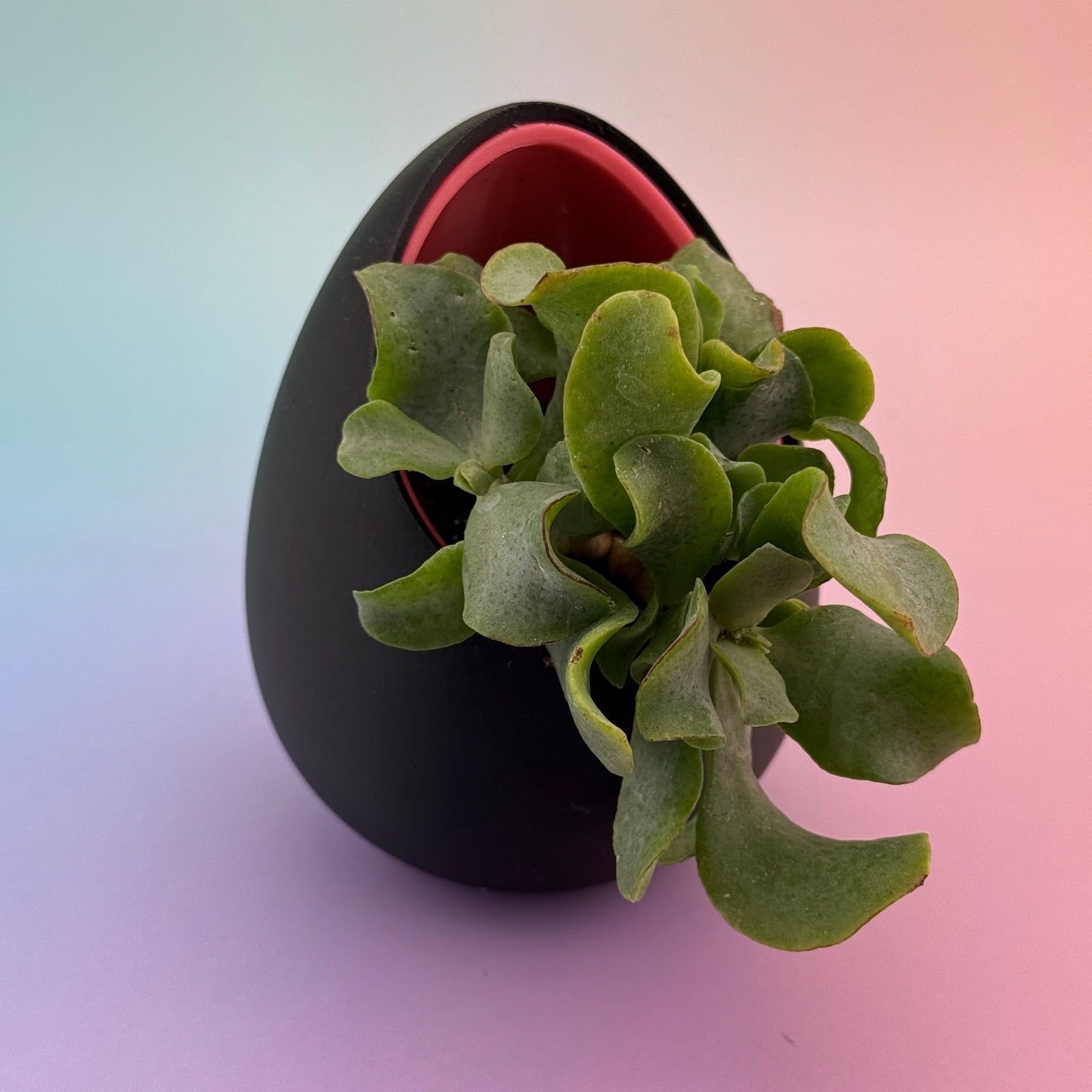 No Drainage Planters (Set of 2) — 120mm & 80mm