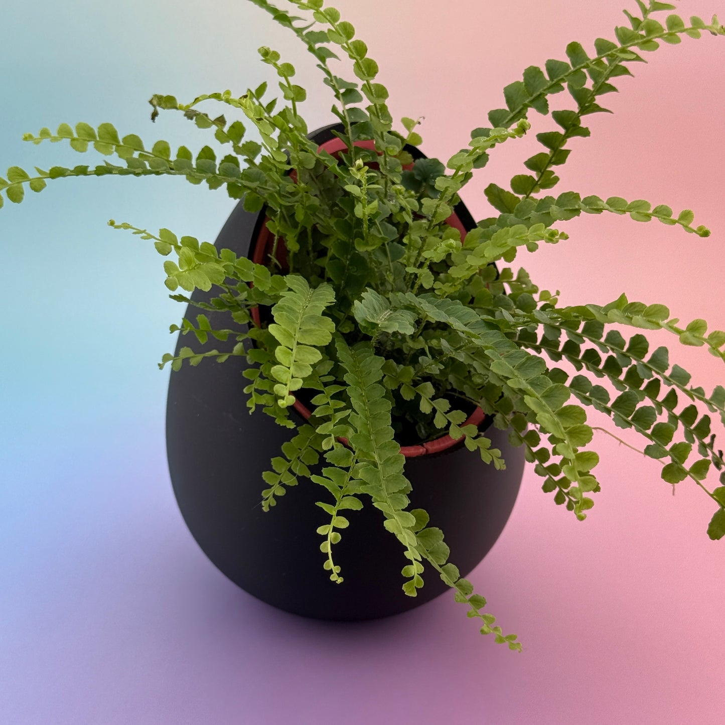No Drainage Planters (Set of 2) — 120mm & 80mm