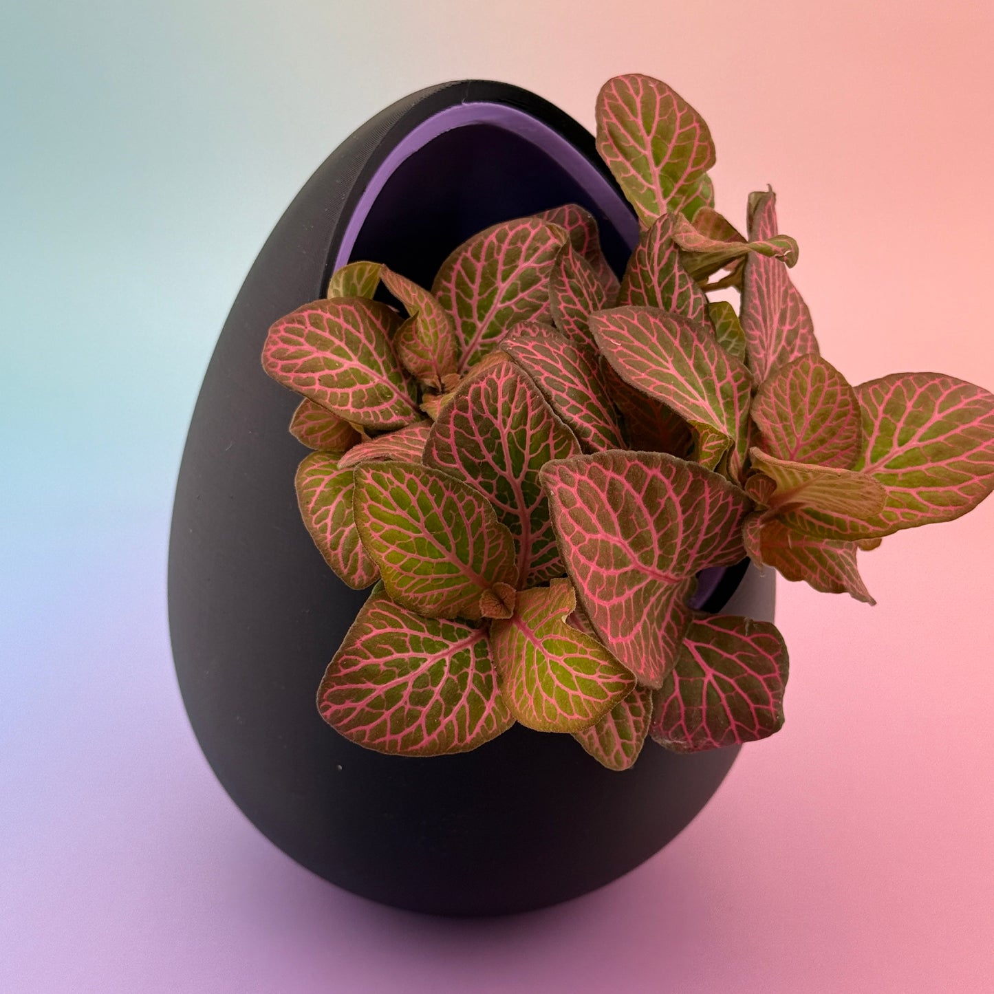 No Drainage Planters (Set of 2) — 120mm & 80mm